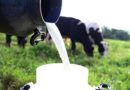 Governo de Rondônia e Ministério da Agricultura buscam soluções para fomentar a produção do leite em Rondônia
