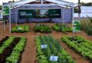 Evento Online vai debater a produção e comercialização de produtos na 3ª Semana de Agroecologia em Rondônia