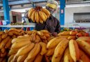 Produção de bananas em Rondônia deve manter estabilidade para a safra de 2021