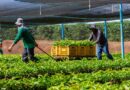 Mudas de café clonal e de cacau serão transportadas para agricultores dos 52 municípios do Estado