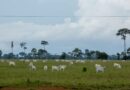 Potencial produtivo da agropecuária rondoniense será um dos destaques na 10ª Rondônia Rural Show