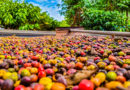 Café Robusta Amazônico é elevado a patrimônio cultural e imaterial do estado de Rondônia