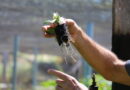 Qualidade de mudas é destacada como fator determinante para o potencial do café cultivado em Rondônia