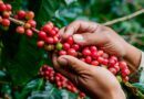 Rondônia Rural Show Internacional fomenta incentivo e reforça o potencial do setor cafeeiro do Estado