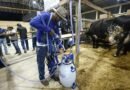 Terceiro dia: 12ª Rondônia Rural Show estimula avanço da cadeia produtiva e inovações tecnológicas